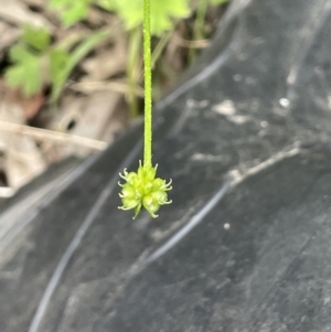 Ranunculus scapiger at Cotter River, ACT - 21 Dec 2022