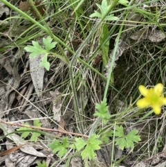 Ranunculus scapiger at Cotter River, ACT - 21 Dec 2022