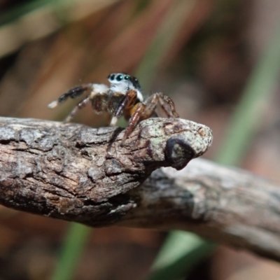 Unverified Spider (Araneae) at Bonang, VIC - 2 Dec 2022 by Laserchemisty