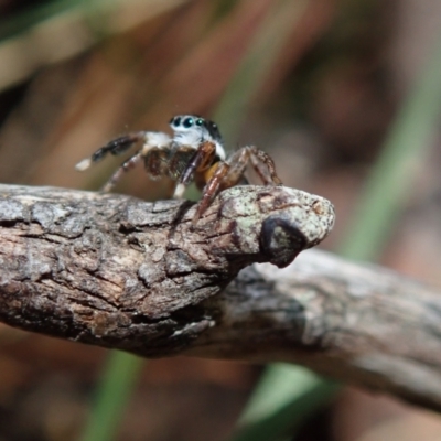 Unidentified Spider (Araneae) at Bonang, VIC - 2 Dec 2022 by Laserchemisty