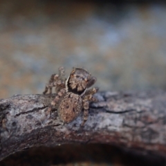 Unidentified Spider (Araneae) at Bonang, VIC - 29 Nov 2022 by Laserchemisty