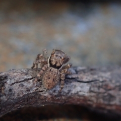 Unverified Spider by Laserchemisty