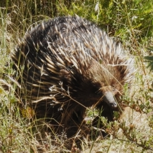 Tachyglossus aculeatus at Coree, ACT - 20 Dec 2022