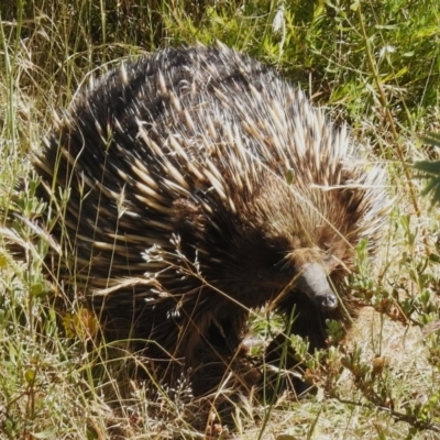 Tachyglossus aculeatus (Short-beaked Echidna) at Coree, ACT - 19 Dec 2022 by JohnBundock