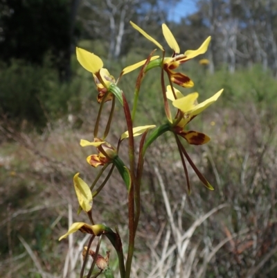 Diuris sulphurea (Tiger Orchid) at Bonang, VIC - 30 Nov 2022 by Laserchemisty