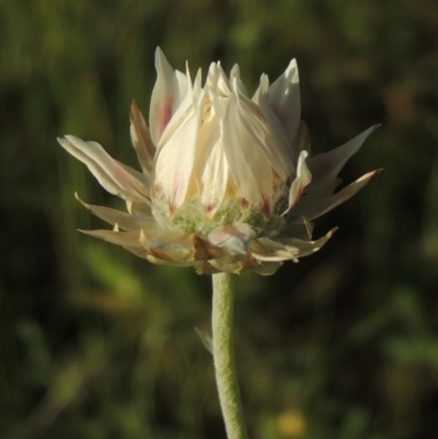 Leucochrysum albicans subsp. tricolor (Hoary Sunray) at Theodore, ACT - 15 Oct 2022 by MichaelBedingfield