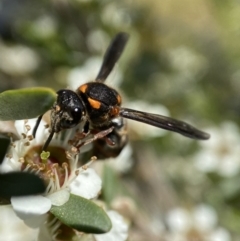 Stenodyneriellus sp. (genus) (A potter wasp) at Holder, ACT - 11 Dec 2022 by AJB