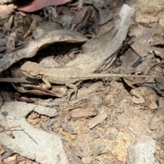 Rankinia diemensis (Mountain Dragon) at Cotter River, ACT - 21 Dec 2022 by AJB