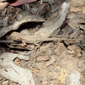 Rankinia diemensis at Cotter River, ACT - 21 Dec 2022