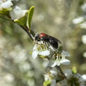 Euryglossa ephippiata at Holder, ACT - 11 Dec 2022