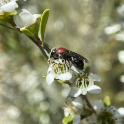 Euryglossa ephippiata (Saddleback Euryglossine Bee) at Holder Wetlands - 11 Dec 2022 by AJB