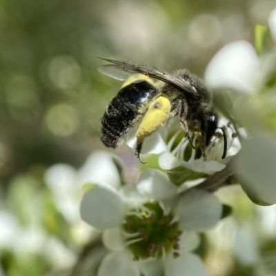 Leioproctus sp. (genus) (Plaster bee) at Holder, ACT - 11 Dec 2022 by AJB