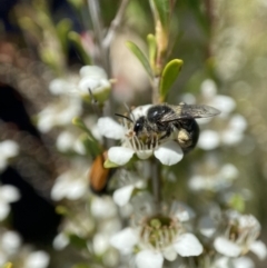 Leioproctus sp. (genus) (Plaster bee) at Holder, ACT - 10 Dec 2022 by AJB