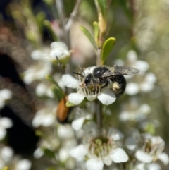 Leioproctus sp. (genus) (Plaster bee) at Holder, ACT - 11 Dec 2022 by AJB