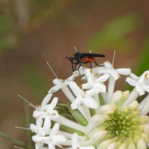 Empididae sp. (family) at Paddys River, ACT - 4 Dec 2022