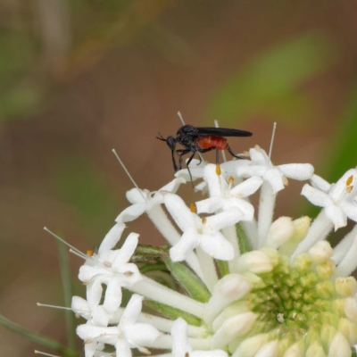 Empididae sp. (family) (Dance fly) at Tidbinbilla Nature Reserve - 4 Dec 2022 by DPRees125