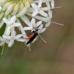 Empididae sp. (family) at Paddys River, ACT - 4 Dec 2022