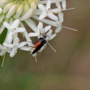 Empididae sp. (family) at Paddys River, ACT - 4 Dec 2022