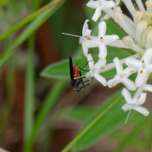 Empididae sp. (family) at Paddys River, ACT - 4 Dec 2022