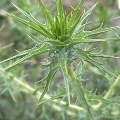 Carthamus lanatus at Aranda, ACT - 22 Dec 2022