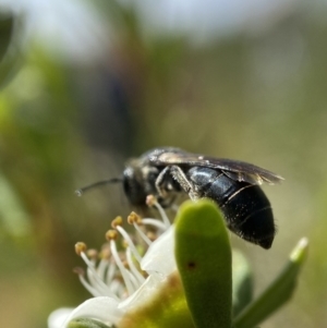 Leioproctus sp. (genus) at Holder, ACT - 11 Dec 2022