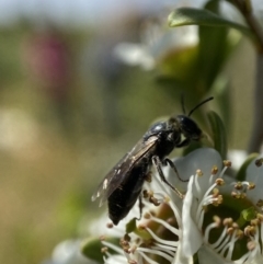 Leioproctus sp. (genus) at Holder, ACT - 11 Dec 2022