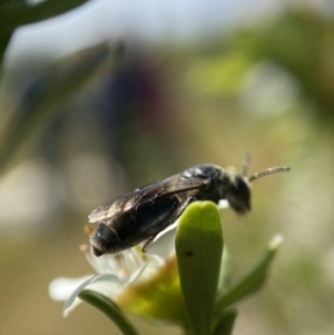 Leioproctus sp. (genus) at Holder, ACT - 11 Dec 2022