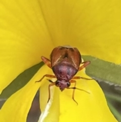 Miridae (family) (Unidentified plant bug) at Namadgi National Park - 16 Dec 2022 by Jamay
