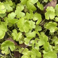 Hydrocotyle sibthorpioides (A Pennywort) at Cotter River, ACT - 21 Dec 2022 by JaneR