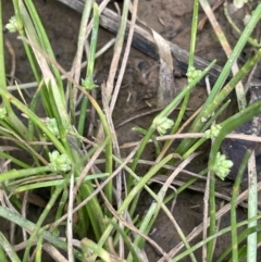 Isolepis gaudichaudiana (Benambra Club-sedge) at Lower Cotter Catchment - 21 Dec 2022 by JaneR