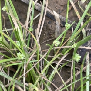 Isolepis gaudichaudiana at Cotter River, ACT - 21 Dec 2022