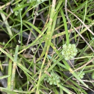 Isolepis gaudichaudiana at Cotter River, ACT - 21 Dec 2022 03:12 PM