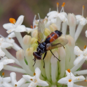 Cylindromyia sp. (genus) at Paddys River, ACT - 4 Dec 2022