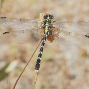 Hemigomphus gouldii at Woodstock Nature Reserve - 20 Dec 2022 12:18 PM