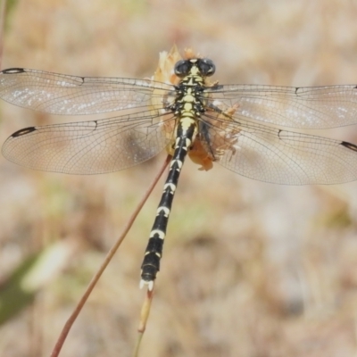 Hemigomphus gouldii (Southern Vicetail) at Coree, ACT - 20 Dec 2022 by JohnBundock