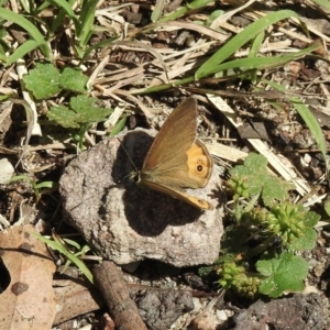 Hypocysta pseudirius at Bungonia, NSW - 8 Nov 2022