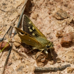 Trapezites luteus (Yellow Ochre, Rare White-spot Skipper) at Pialligo, ACT - 19 Nov 2022 by DPRees125