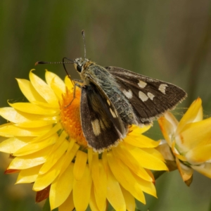 Trapezites luteus at Pialligo, ACT - 19 Nov 2022 11:44 AM