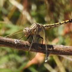 Orthetrum caledonicum (Blue Skimmer) at Woodstock Nature Reserve - 20 Dec 2022 by JohnBundock