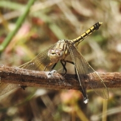 Orthetrum caledonicum at Coree, ACT - 20 Dec 2022 12:05 PM