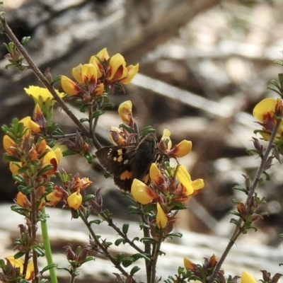 Trapezites phigalia (Heath Ochre) at Bungonia, NSW - 7 Nov 2022 by GlossyGal