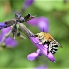 Amegilla sp. (genus) (Blue Banded Bee) at Jamberoo, NSW - 14 Mar 2019 by plants