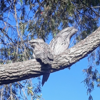 Podargus strigoides (Tawny Frogmouth) at Jamberoo, NSW - 16 Nov 2021 by plants