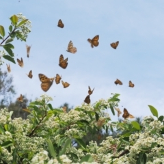 Heteronympha merope at Red Hill, ACT - 21 Dec 2022