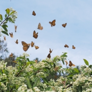 Heteronympha merope at Red Hill, ACT - 21 Dec 2022