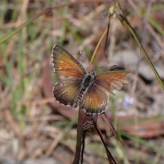 Neolucia agricola (Fringed Heath-blue) at Mount Painter - 20 Dec 2022 by CathB