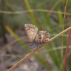 Neolucia agricola at Molonglo Valley, ACT - 20 Dec 2022