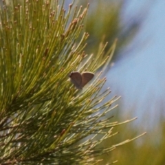 Acrodipsas aurata (Golden Ant-blue) at Red Hill, ACT - 21 Dec 2022 by RAllen