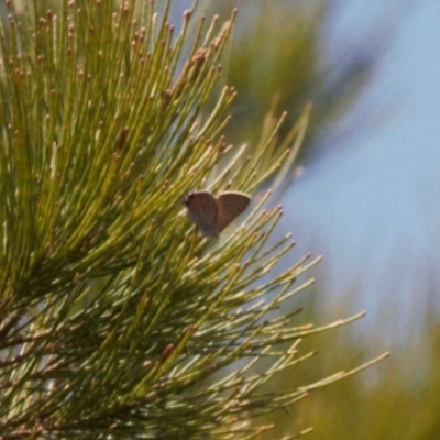 Acrodipsas aurata (Golden Ant-blue) at Red Hill, ACT - 21 Dec 2022 by RAllen