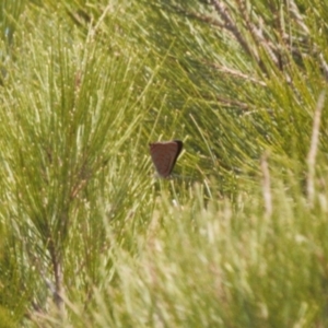 Hypochrysops delicia at Red Hill, ACT - suppressed